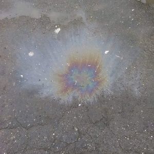 Meet your Posher, Betsy